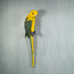 Big size macaw parrot wall hanging garden balcony decor piece